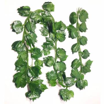 Daun Anggur Rambat Besar