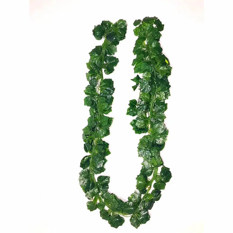 Daun Anggur Rambat Kecil