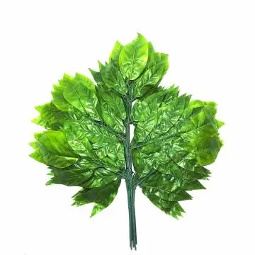 Daun Mangga Hijau Muda