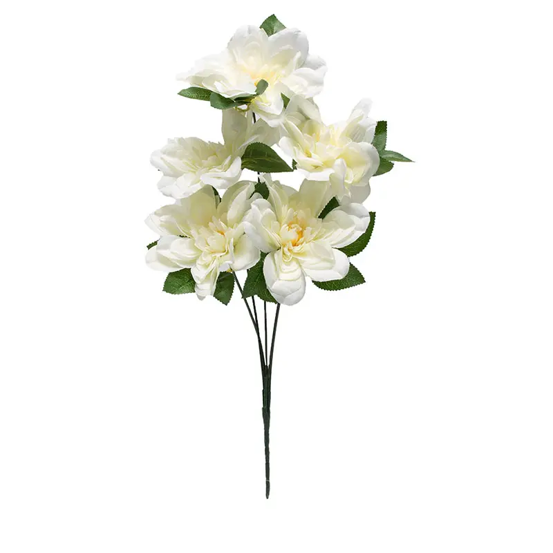 Dahlia Putih K5