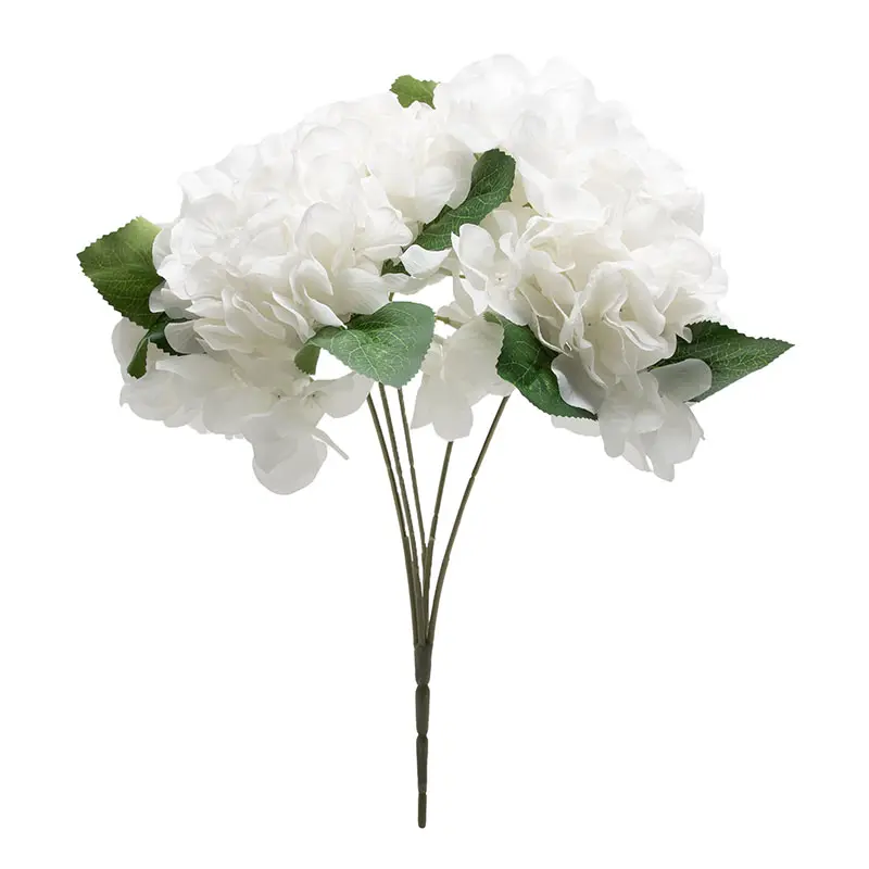 Hortensia Putih K5