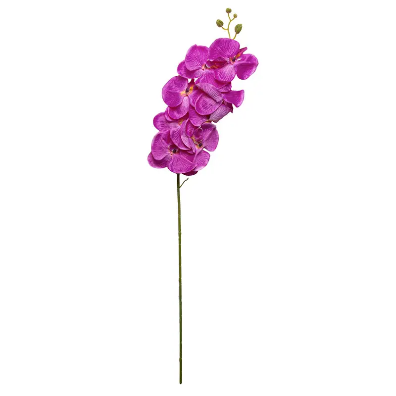 Anggrek Bulan Fushia
