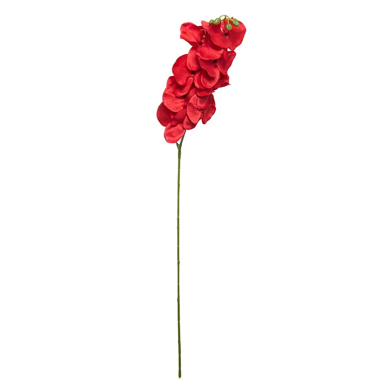 Anggrek Bulan Merah