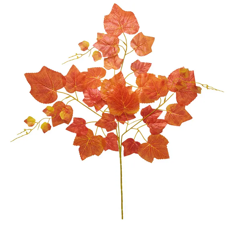 Daun Anggur Orange