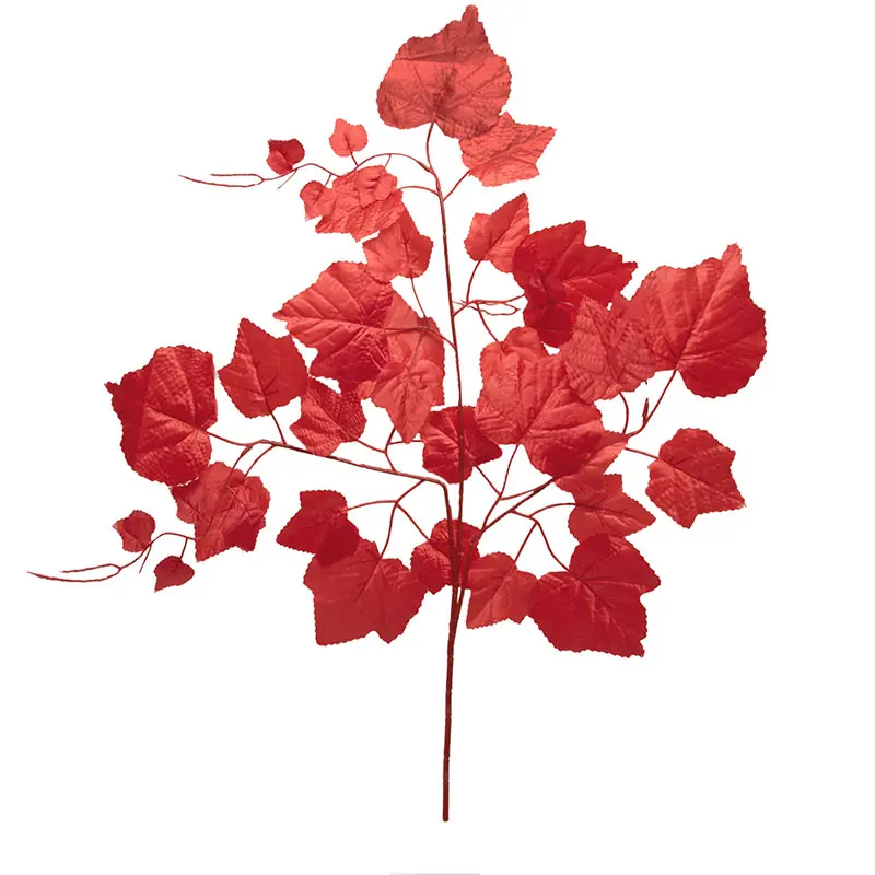 Daun Anggur Merah