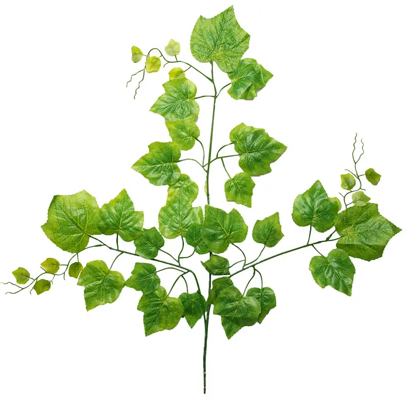 Daun Anggur Hijau Muda