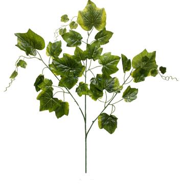 Daun Anggur Hijau NP