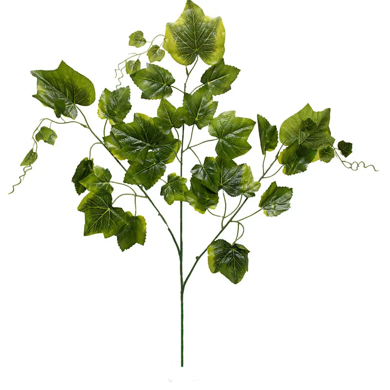 Daun Anggur Hijau NP