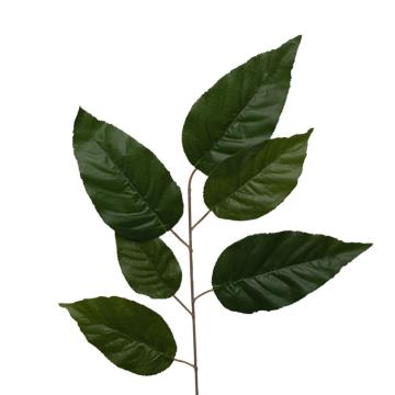 Daun Mangga Super (panjang)