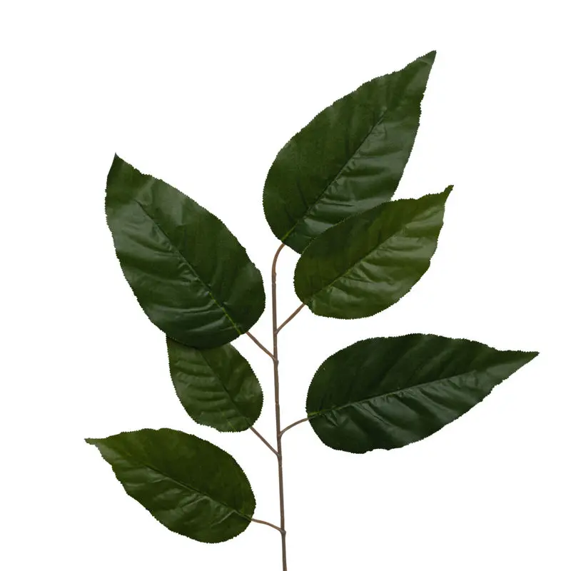 Daun Mangga Super (panjang)
