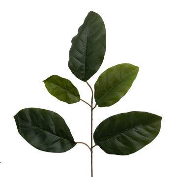 Daun Mangga Super (pendek)