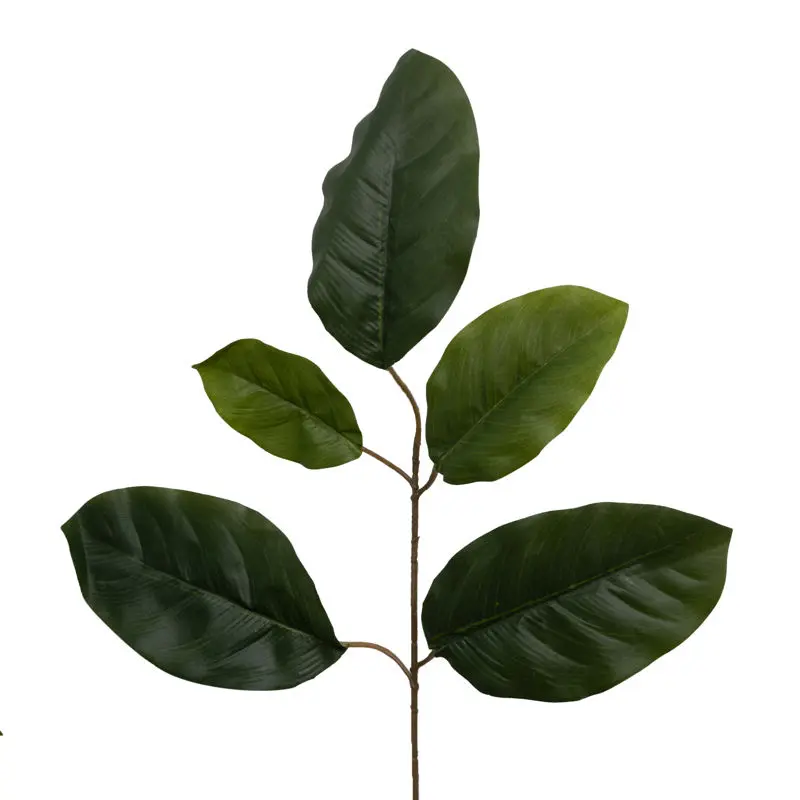 Daun Mangga Super (pendek)