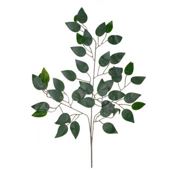 Daun Beringin Hijau