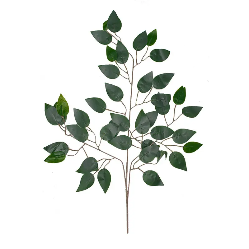 Daun Beringin Hijau