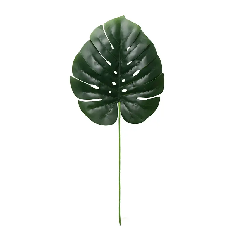 Daun Monstera Besar