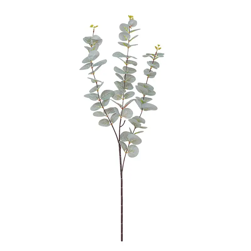 Daun Eucaliptus