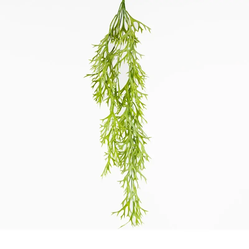 Daun Tanduk Rusa