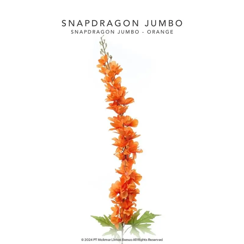 Snapdragon Jumbo Single - Orange