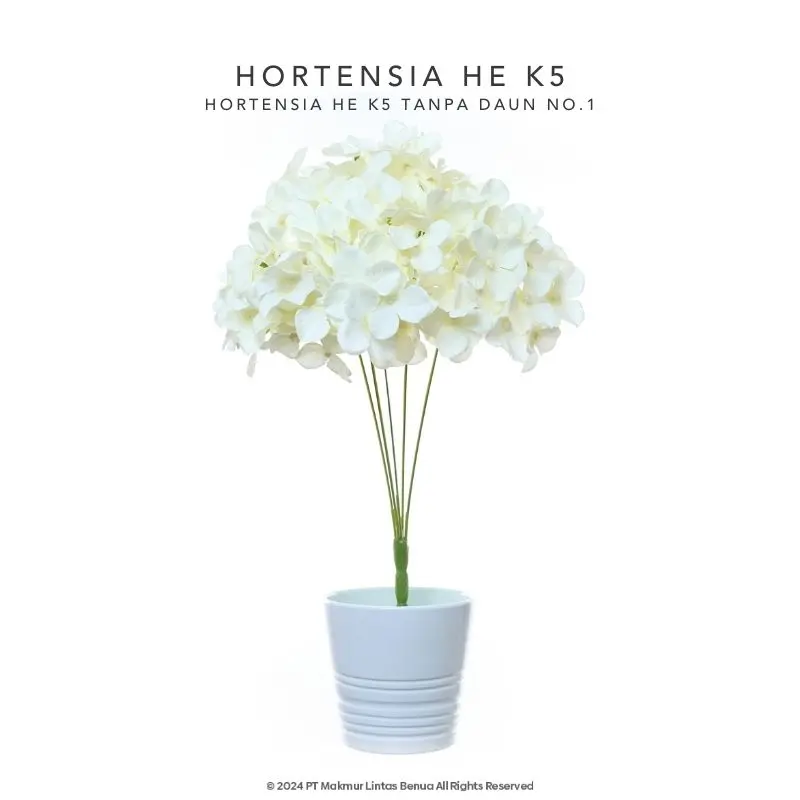 HORTENSIA HE - Putih