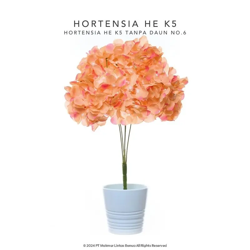 HORTENSIA HE - Soft Orange