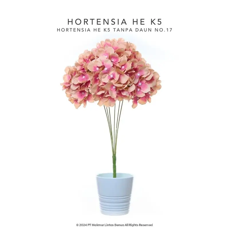 HORTENSIA HE - Plum