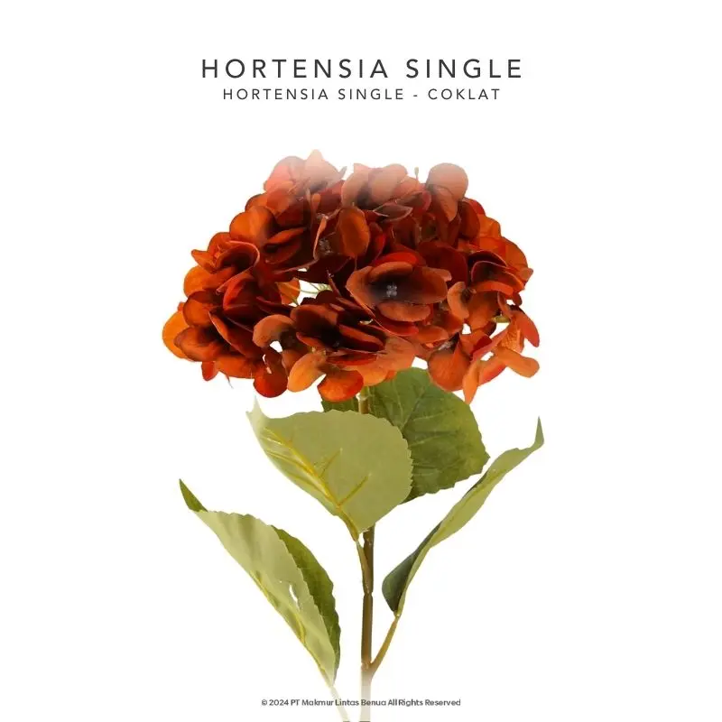 HORTENSIA SINGLE - COKLAT