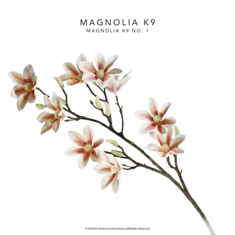 BUNGA MAGNOLIA K9 - Putih Sembur