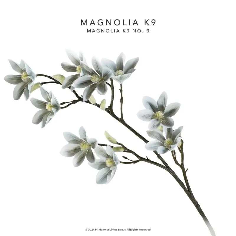BUNGA MAGNOLIA K9 - Putih Sembur Abu-Abu