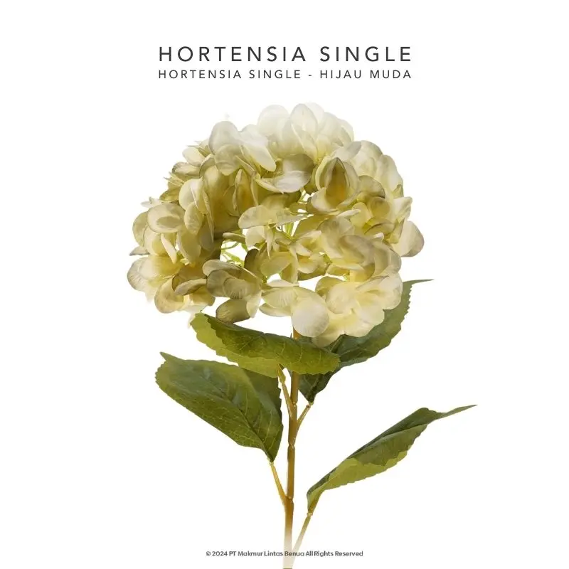 HORTENSIA SINGLE - Hijau Muda