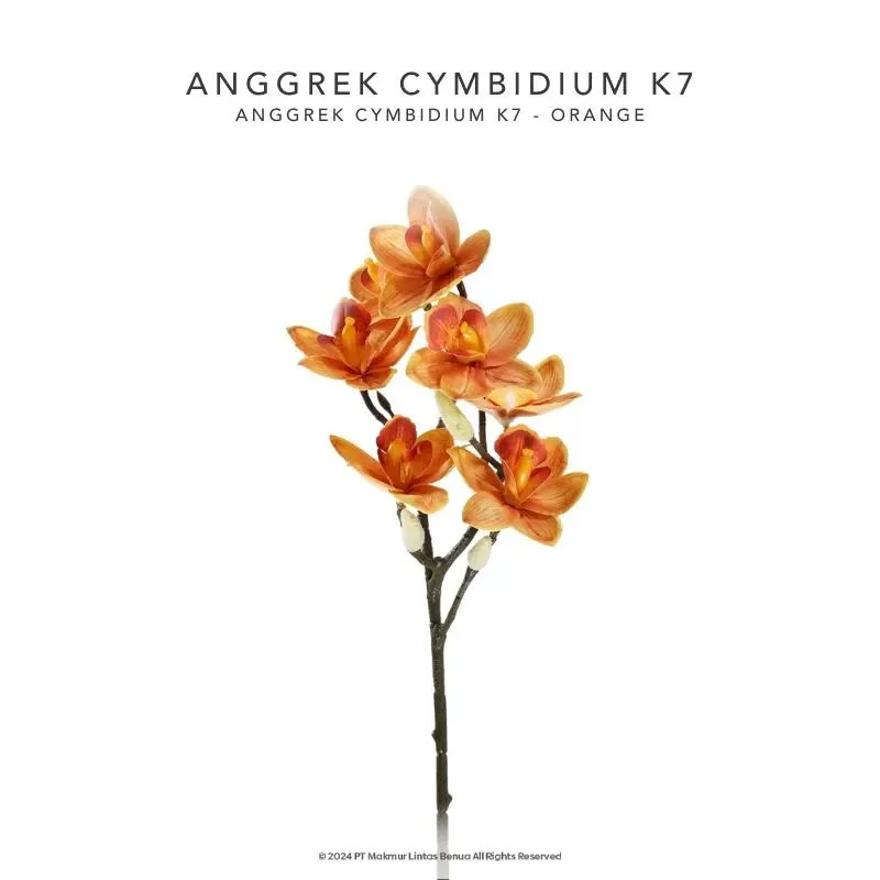 Anggrek Cymbidium K7 - Orange