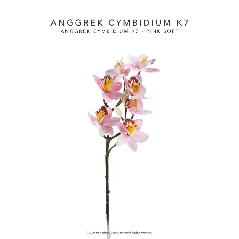 Anggrek Cymbidium K7 - Pink Soft