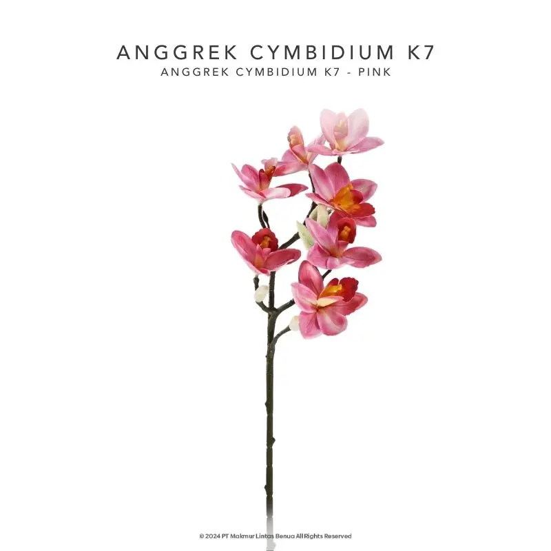 Anggrek Cymbidium K7 - Pink