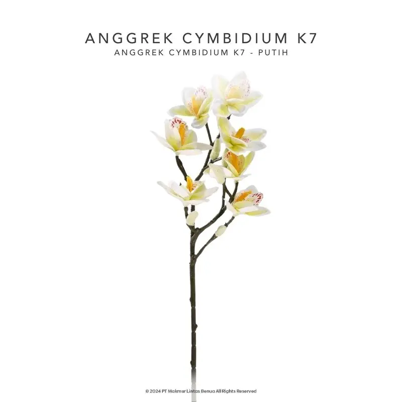 Anggrek Cymbidium K7 - Putih