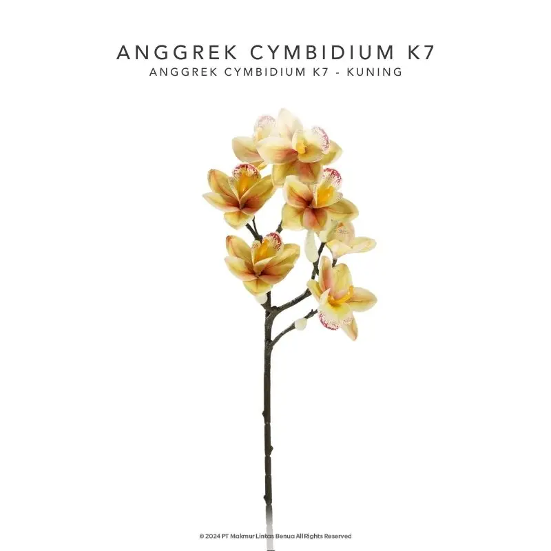 Anggrek Cymbidium K7 - Kuning