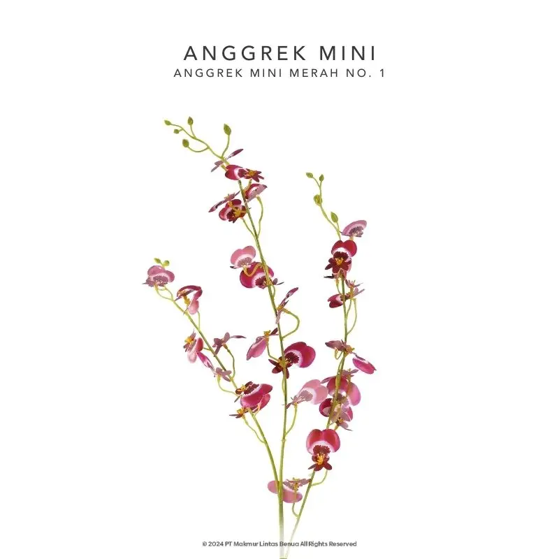 Anggrek Mini - Merah