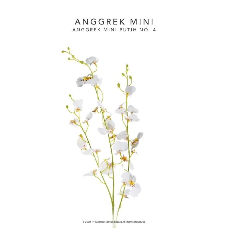 Anggrek Mini - Putih