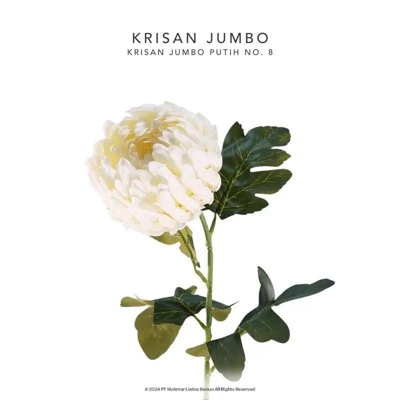 Krisan Jumbo - Putih