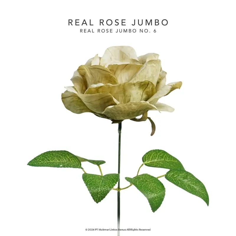 REAL ROSE JUMBO - No. 6