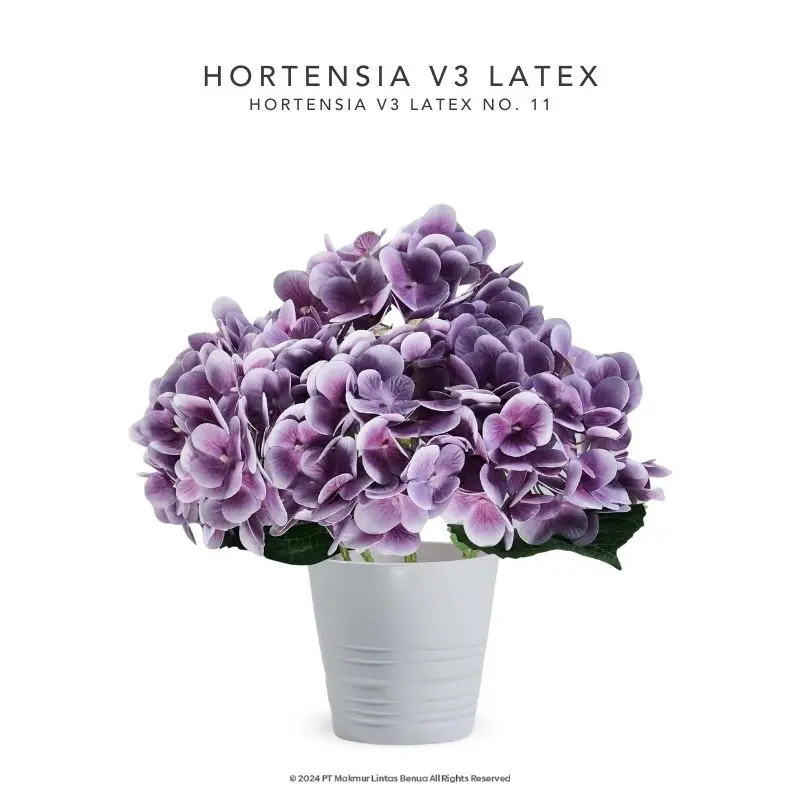 HORTENSIA V3 LATEX - No. 11