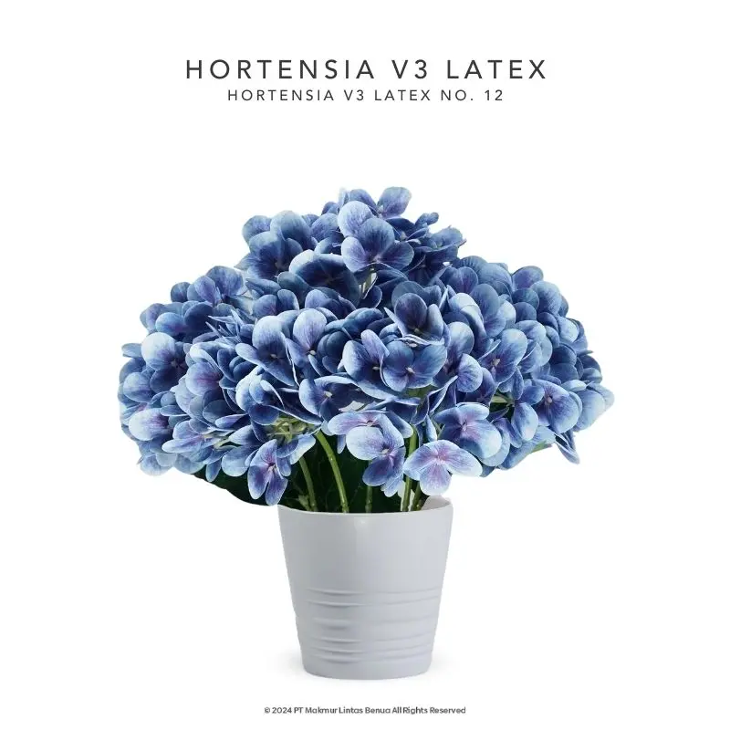 HORTENSIA V3 LATEX - No. 12