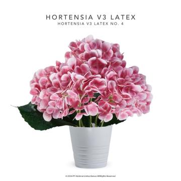 HORTENSIA V3 LATEX - No. 4