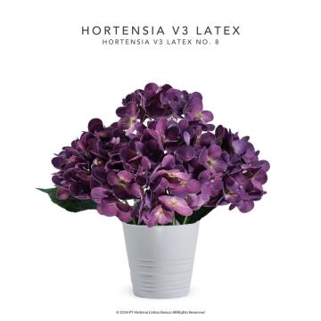 HORTENSIA V3 LATEX - No. 8