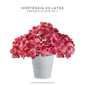 HORTENSIA V3 LATEX - No. 2