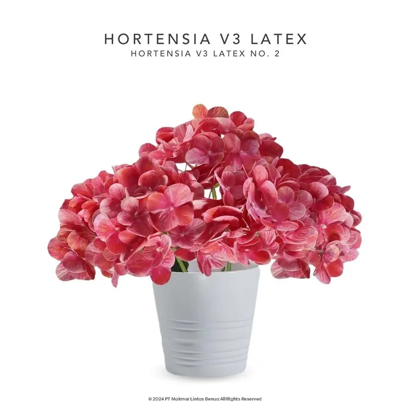 HORTENSIA V3 LATEX - No. 2
