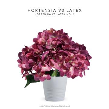 HORTENSIA V3 LATEX - No. 1