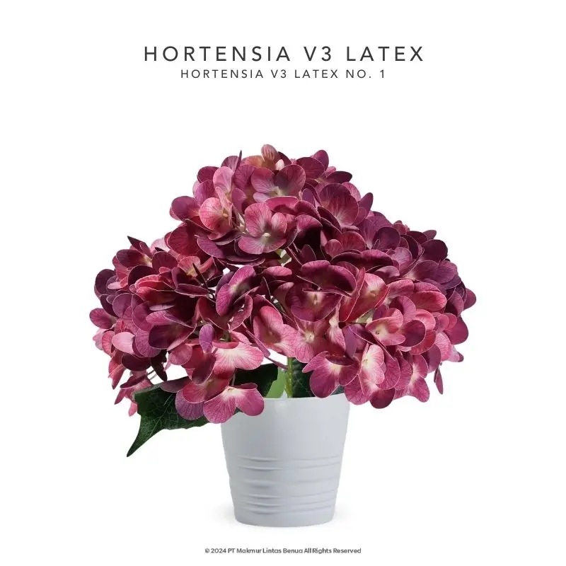 HORTENSIA V3 LATEX - No. 1