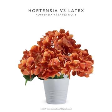 HORTENSIA V3 LATEX - No. 5