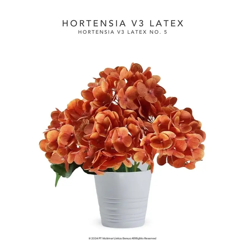 HORTENSIA V3 LATEX - No. 5