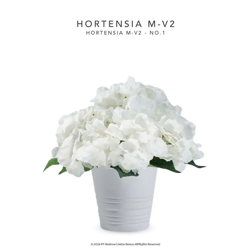 HORTENSIA M-V2 - No. 1