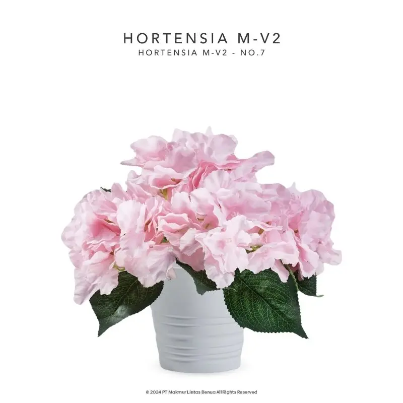 HORTENSIA M-V2 - No. 7